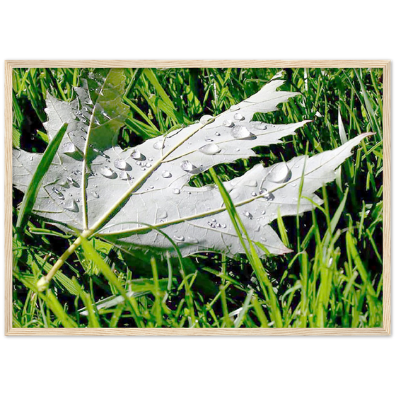 Luxury Art and Photography with nature, leaf and grass on it  in for home or office or interior design