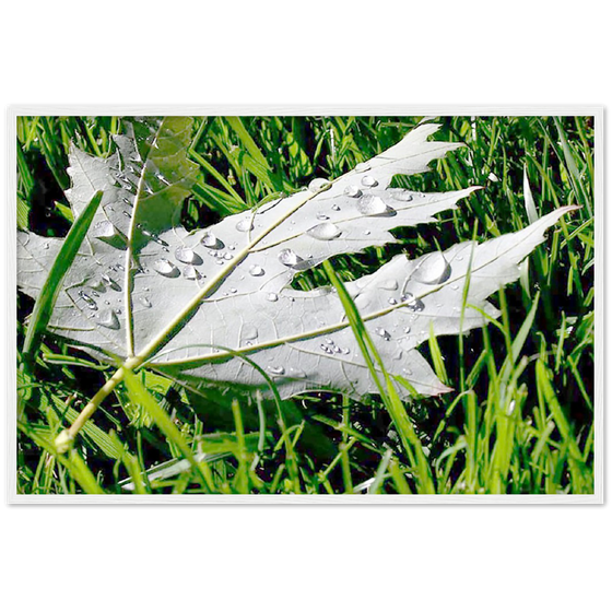 Luxury Art and Photography with nature, leaf and grass on it  in for home or office or interior design