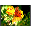 Luxury Photography with butterfly nature flowers on it for home or office or interior design or kitchen