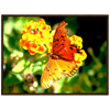 Luxury Photography with butterfly nature flowers on it for home or office or interior design or kitchen