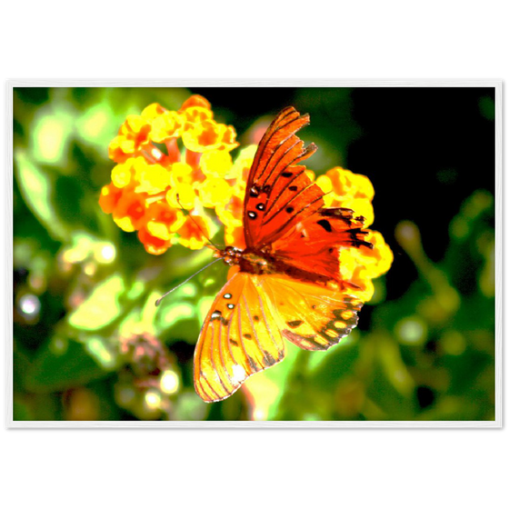 Luxury Photography with butterfly nature flowers on it for home or office or interior design or kitchen