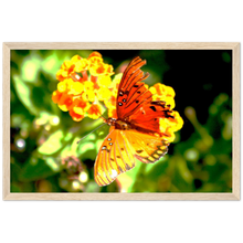  Luxury Photography with butterfly nature flowers on it for home or office or interior design or kitchen