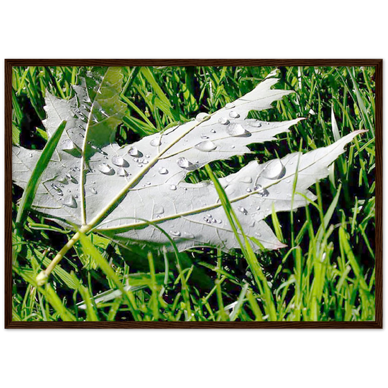 Luxury Art and Photography with nature, leaf and grass on it  in for home or office or interior design