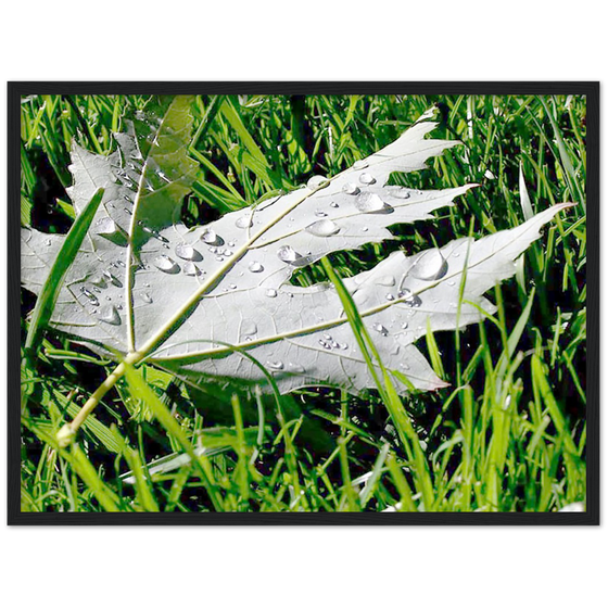 Luxury Art and Photography with nature, leaf and grass on it  in for home or office or interior design