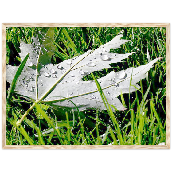 Luxury Art and Photography with nature, leaf and grass on it  in for home or office or interior design