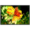 Luxury Photography with butterfly nature flowers on it for home or office or interior design or kitchen