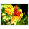Luxury Photography with butterfly nature flowers on it for home or office or interior design or kitchen
