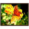 Luxury Photography with butterfly nature flowers on it for home or office or interior design or kitchen