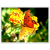 Luxury Photography with butterfly nature flowers on it for home or office or interior design or kitchen