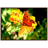 Luxury Photography with butterfly nature flowers on it for home or office or interior design or kitchen