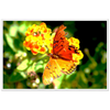 Luxury Photography with butterfly nature flowers on it for home or office or interior design or kitchen