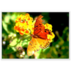 Luxury Photography with butterfly nature flowers on it for home or office or interior design or kitchen